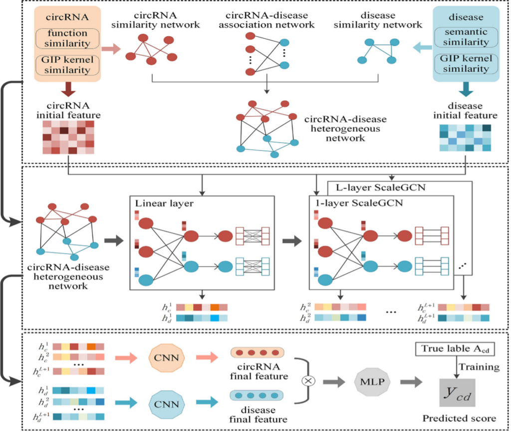 SGFCCDA: scale graph convolutional networks and feature convolution for circRNA-disease association prediction image