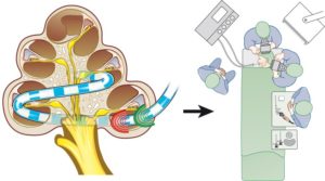 Predicting Cochlear Implant Electrode Placement Using Monopolar, Three ...