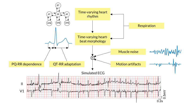 Frontiers  Prediction of Cardiac Mechanical Performance From Electrical  Features During Ventricular Tachyarrhythmia Simulation Using Machine  Learning Algorithms