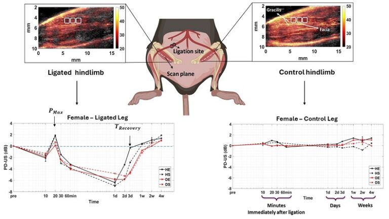 Power-Doppler Ultrasonic Imaging of Peripheral Perfusion in Diabetic Mice