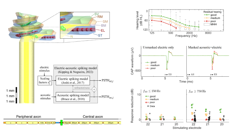 A Computational Model of the Electrically or Acoustically Evoked Compound Action Potential in Cochlear Implant Users with Residual Hearing